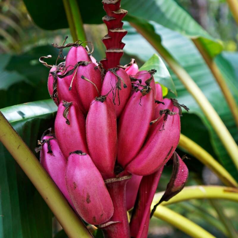 La Banane Musa Velutina